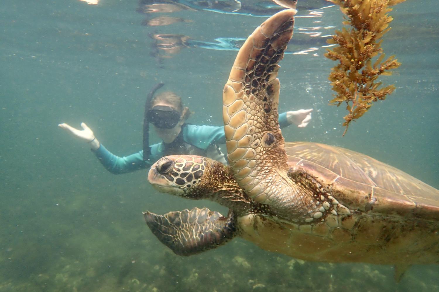 一名<a href='http://y1vqeci.v-lanterna.com'>bv伟德ios下载</a>学生在Galápagos群岛游学途中与一只巨龟游泳.